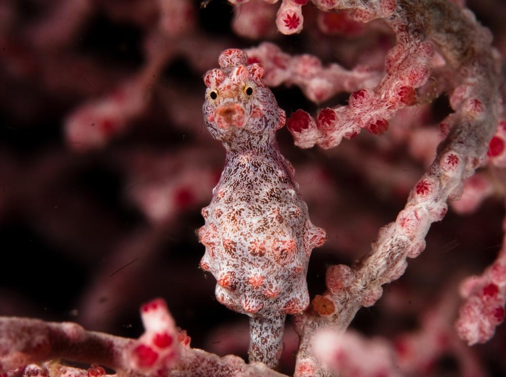 Evolution Dive And Beach Resort Logon Εξωτερικό φωτογραφία